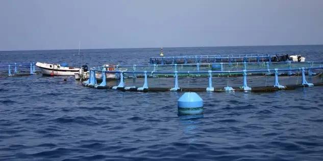 Incluyen las organizaciones de productores de la pesca y de la acuicultura (OPP), las asociaciones de organizaciones de productores de la pesca y de la acuicultura (AOP) y las organizaciones interprofesionales (OIP) Se contempla la estructura de las organizaciones profesionales y se determinan las diferentes modalidades en que se encuadran, así como la normativa que regula la concesión o retirada de su reconocimiento
