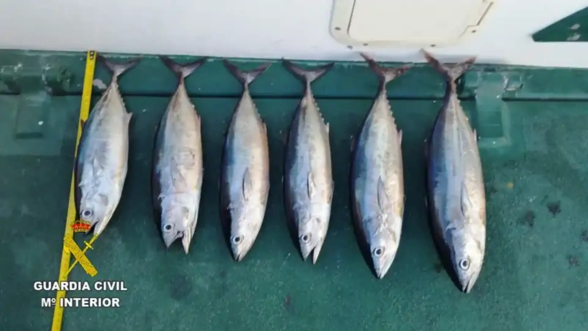 L'apprehend bluefin tona catturata fuori stagione