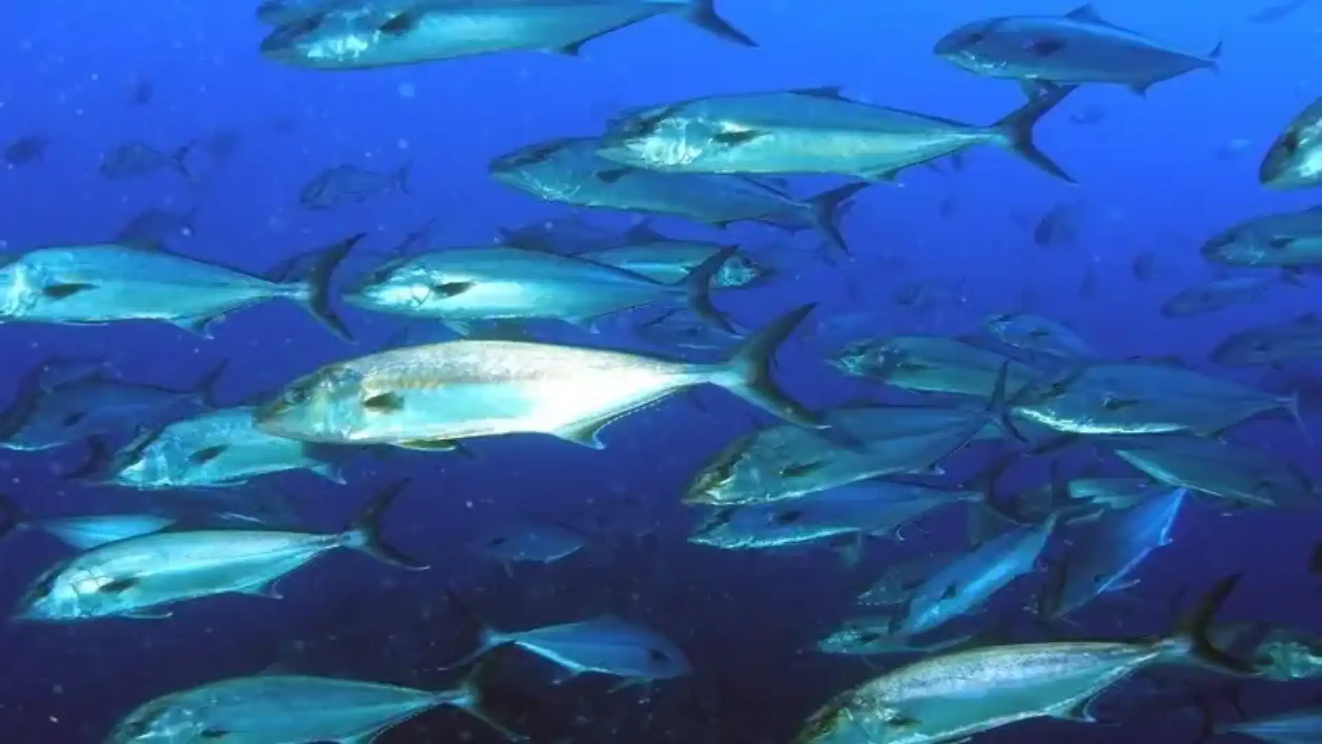 O Ministério da Agricultura e Pescas consegue um excelente acordo de intercâmbio com a França