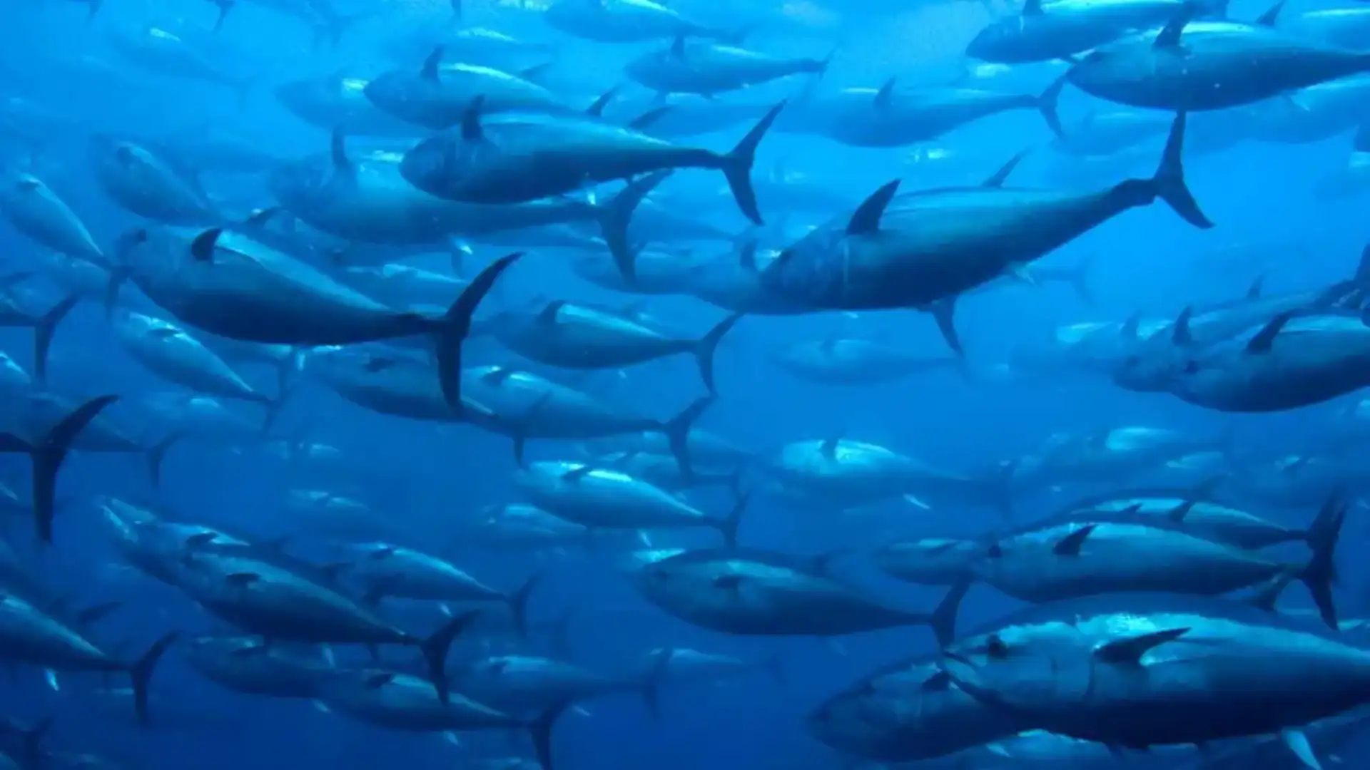 Il tonno Bluefin ha ripopolato il Mediterraneo
