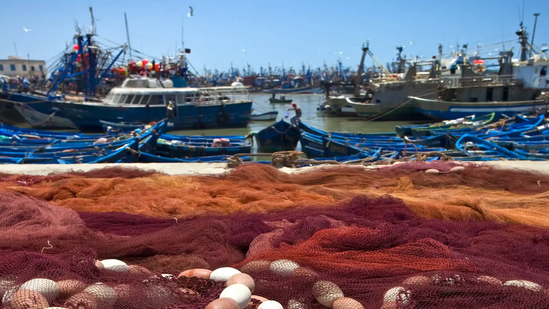 L'opinione della CEE sul piano comune spagnolo-portoghese per la Sardina iberica