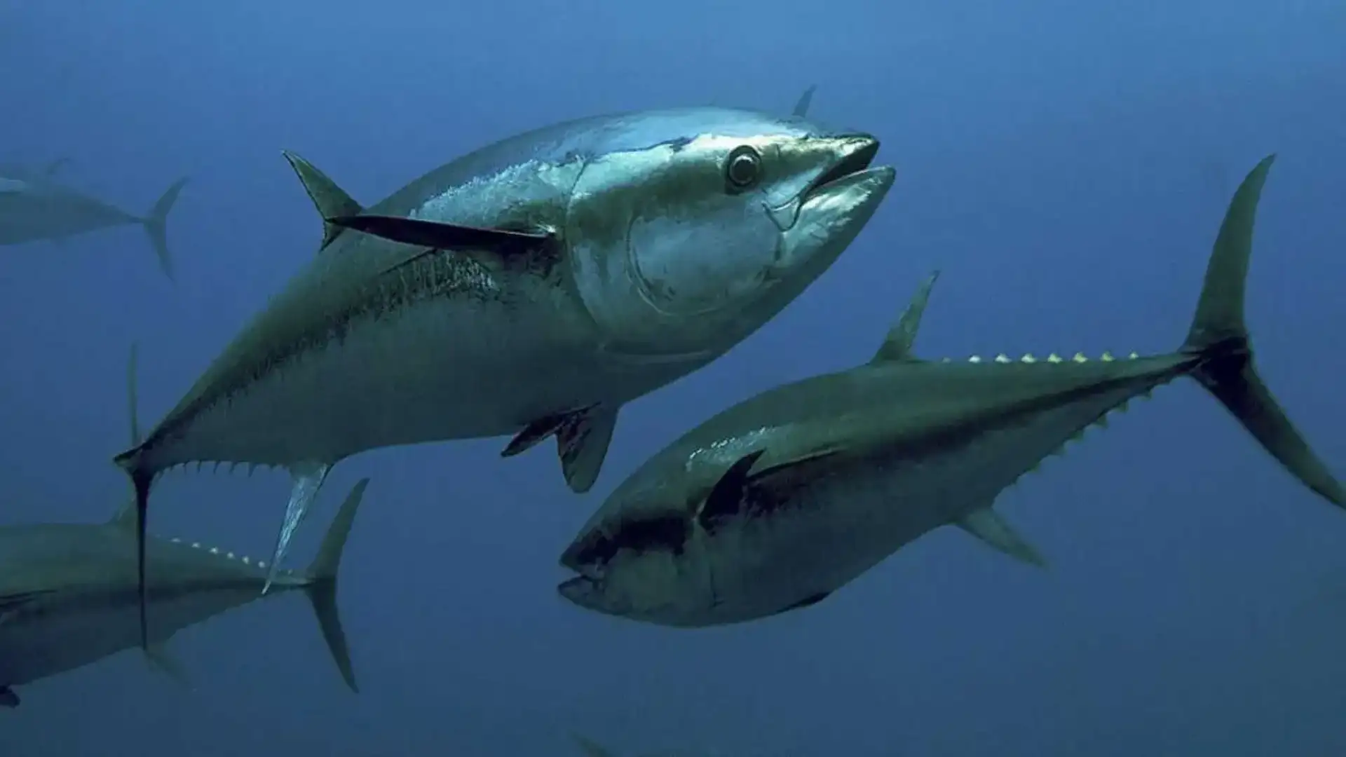 L'azienda nordica "Nortuna" intende raccogliere il tonno blufin nelle Isole Canarie