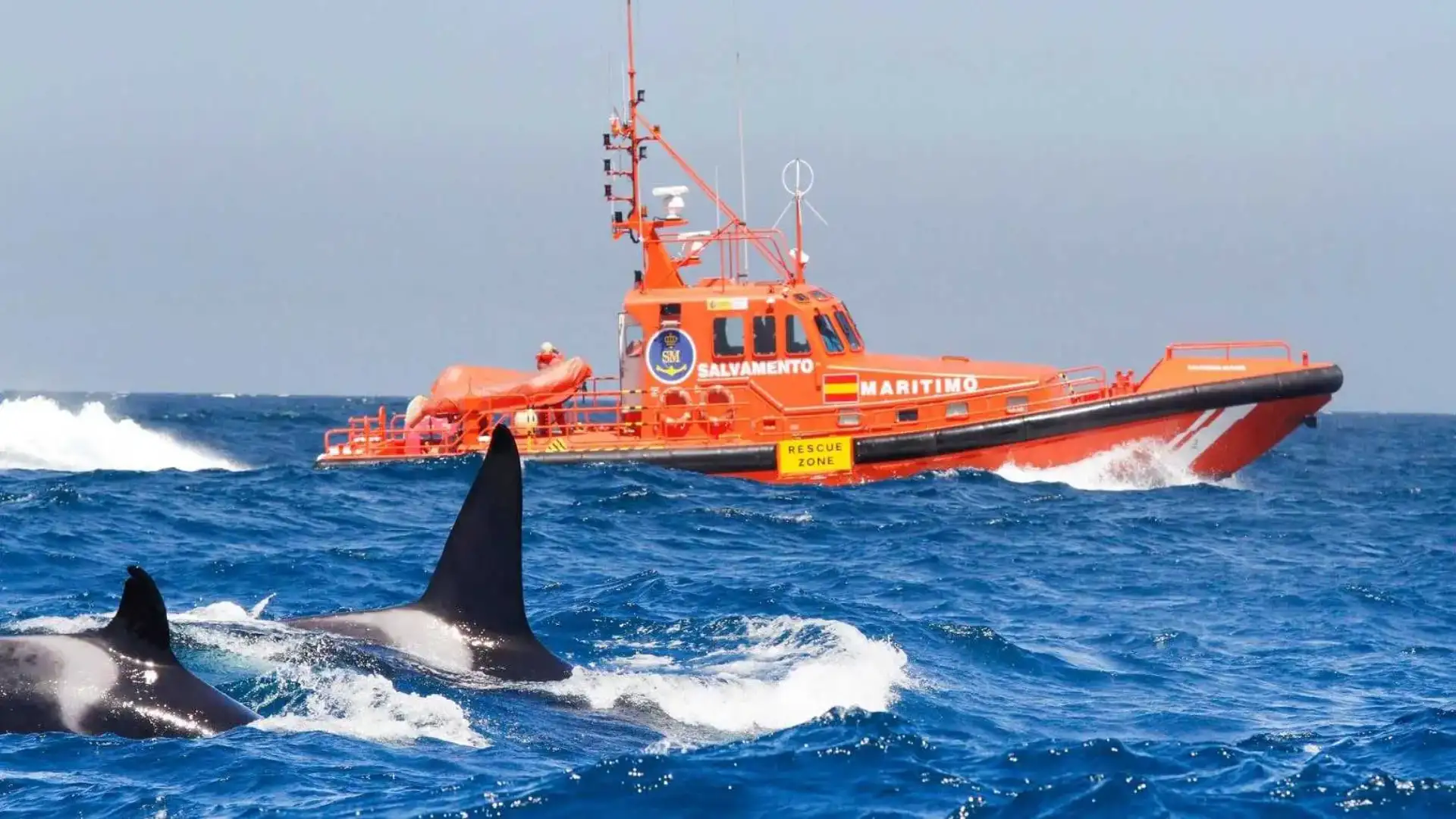 La relazione della Commissione Internazionale per la Whaling