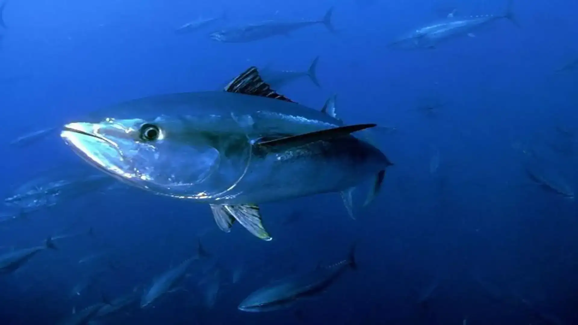 Il Ministero migliora le condizioni per la pesca del tonno blu nelle Isole Canarie