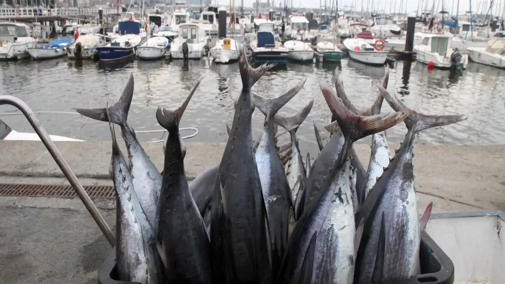Bonito Championnat de pêche dans l'Abra de Vizcaya, après dix ans d'absence